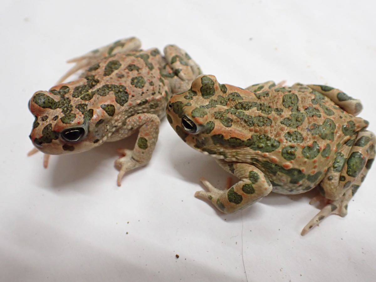エジプトミドリヒキガエル　ペア③
