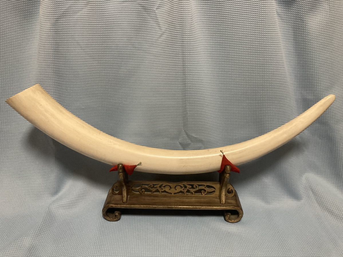 象牙風 牙 一本物 一本牙 オブジェ 白材芯料 天然素材 全長約 76cm