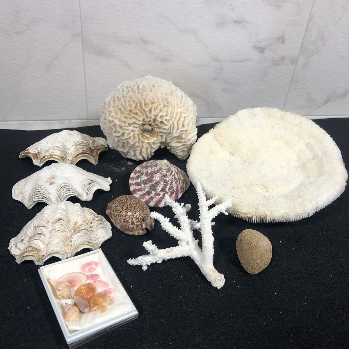 白珊瑚 珊瑚 白化珊瑚 貝殻 海 桜貝 巻貝 水槽 装飾 クサビライシ