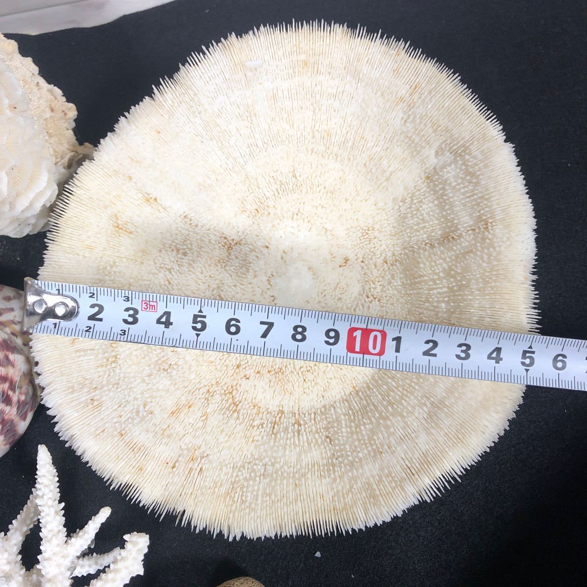 白珊瑚 珊瑚 白化珊瑚 貝殻 海 桜貝 巻貝 水槽 装飾 クサビライシ