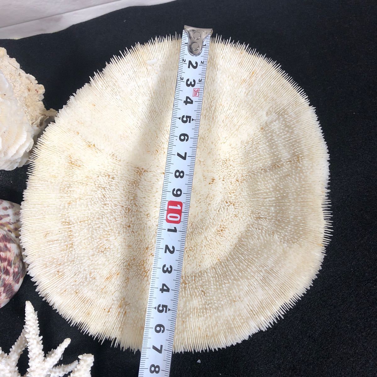 白珊瑚 珊瑚 白化珊瑚 貝殻 海 桜貝 巻貝 水槽 装飾 クサビライシ