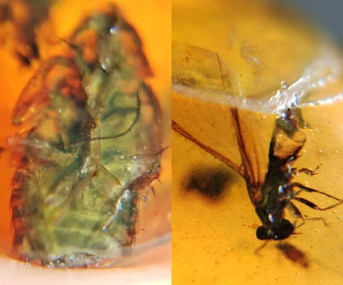 不明な虫 ゴキブリ ハエ 虫入り琥珀 白亜紀の虫 琥珀 バーマイト