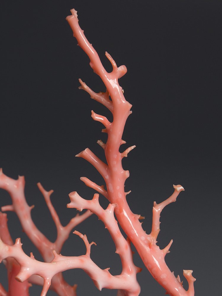 五】天然サンゴ 桃色珊瑚 原木 枝 置物 台座付(東洋彫刻)｜売買された