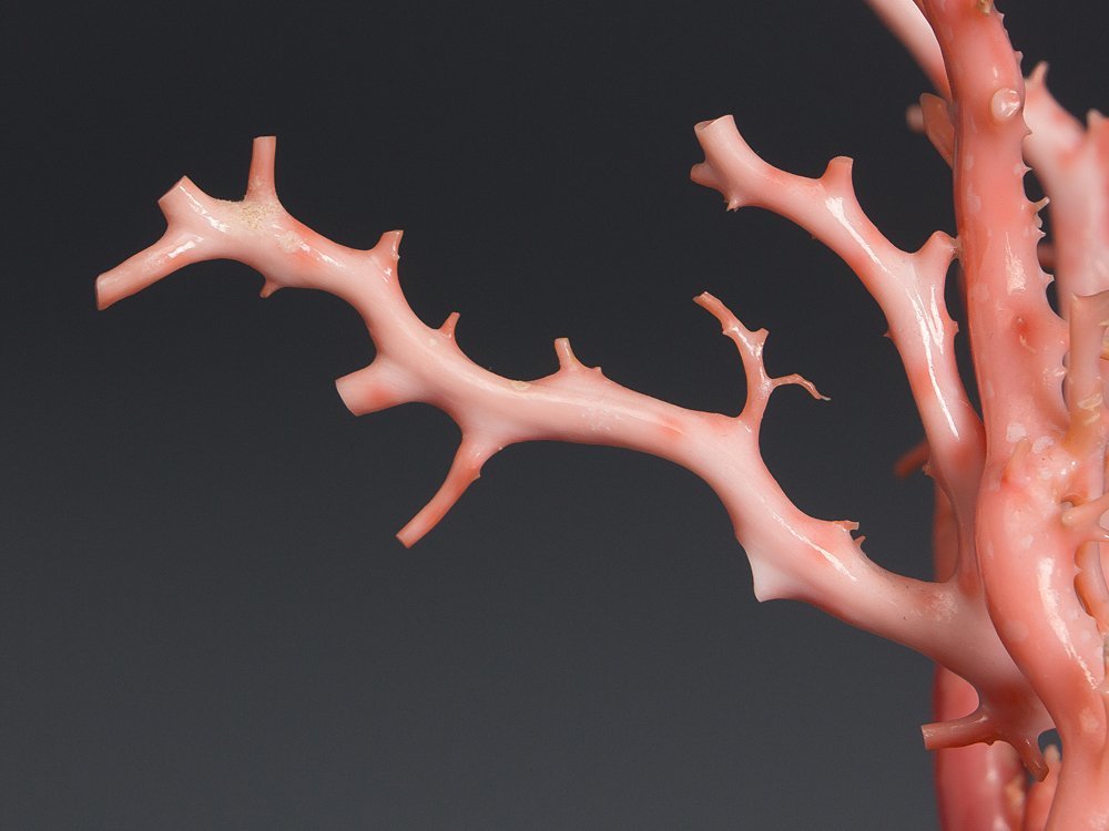 五】天然サンゴ 桃色珊瑚 原木 枝 置物 台座付(東洋彫刻)｜売買された