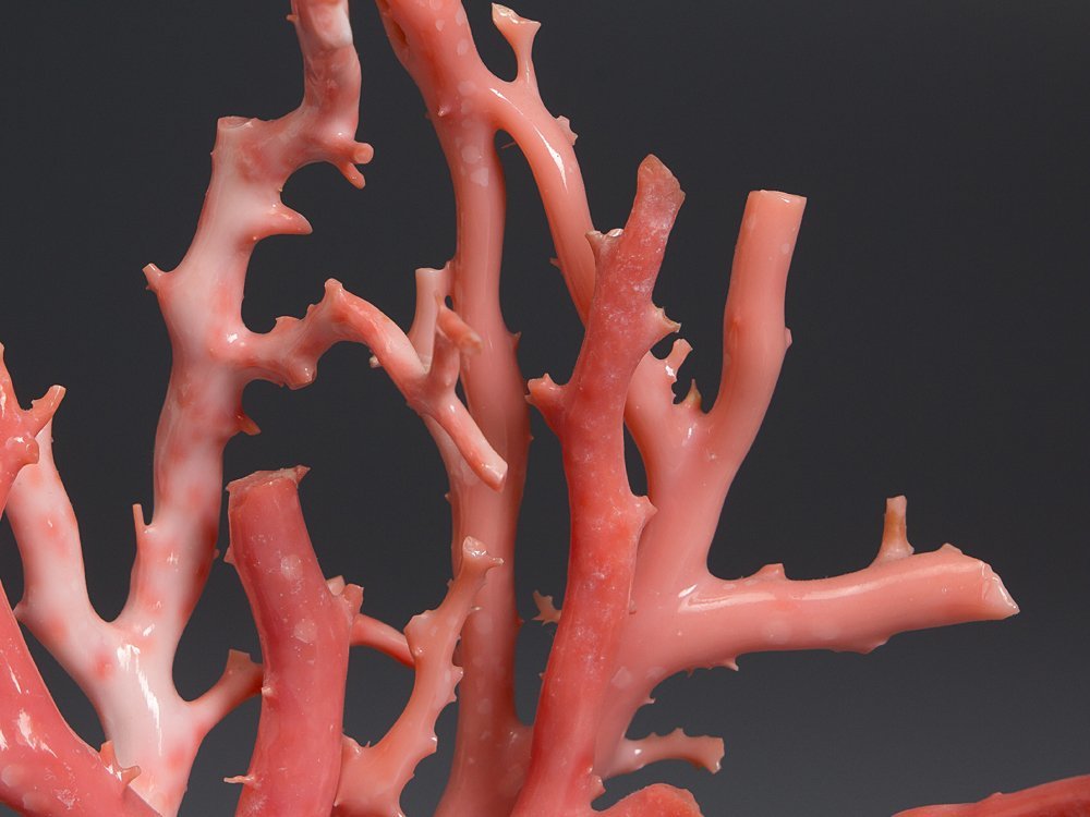 五】天然サンゴ 桃色珊瑚 原木 枝 置物 台座付(東洋彫刻)｜売買された