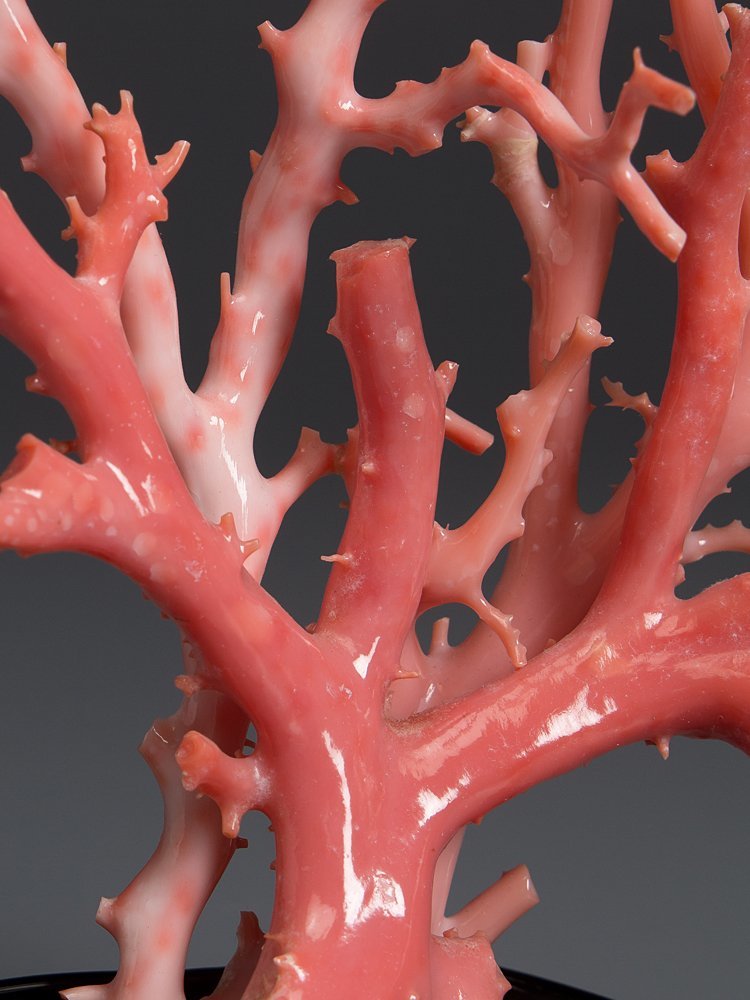 五】天然サンゴ 桃色珊瑚 原木 枝 置物 台座付(東洋彫刻)｜売買された