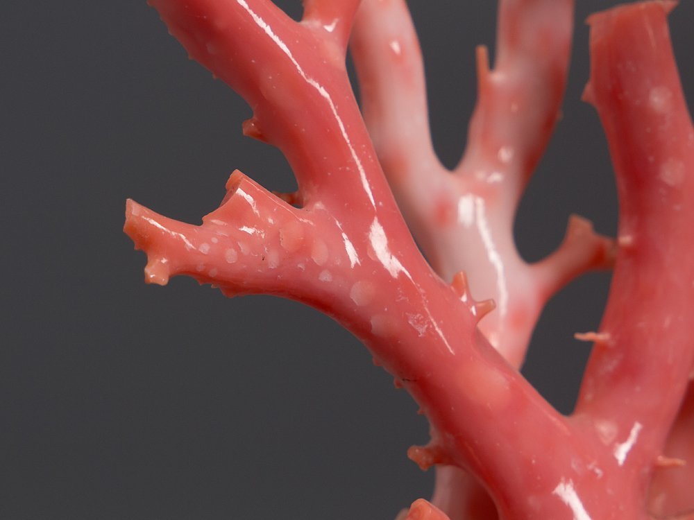 五】天然サンゴ 桃色珊瑚 原木 枝 置物 台座付(東洋彫刻)｜売買された