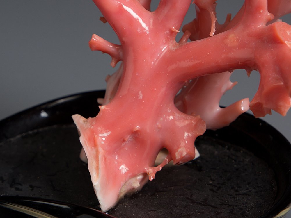 五】天然サンゴ 桃色珊瑚 原木 枝 置物 台座付(東洋彫刻)｜売買された