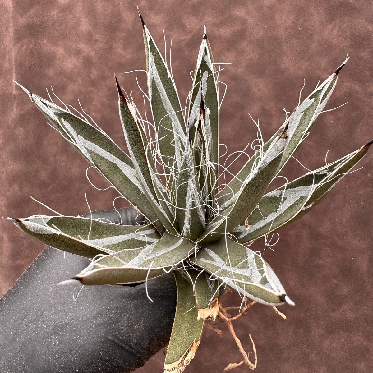 Lj_plants】 H100 新種の先発 アガベ 笹吹雪 ニッケルシーX超濃白樹氷