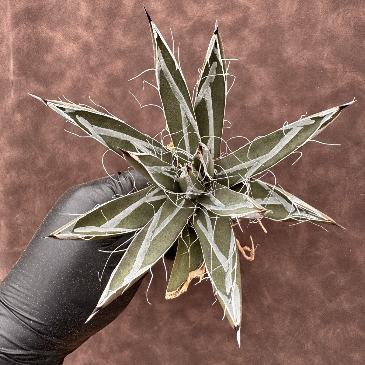 Lj_plants】 H100 新種の先発 アガベ 笹吹雪 ニッケルシーX超濃白樹氷