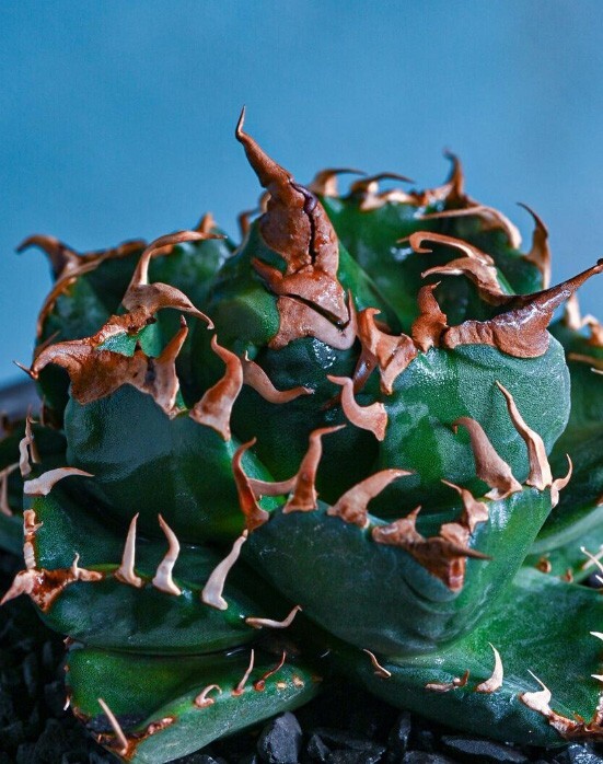 P908多肉植物アガベ チタノタ Agave titanota 牛魔王(アガベ)｜売買