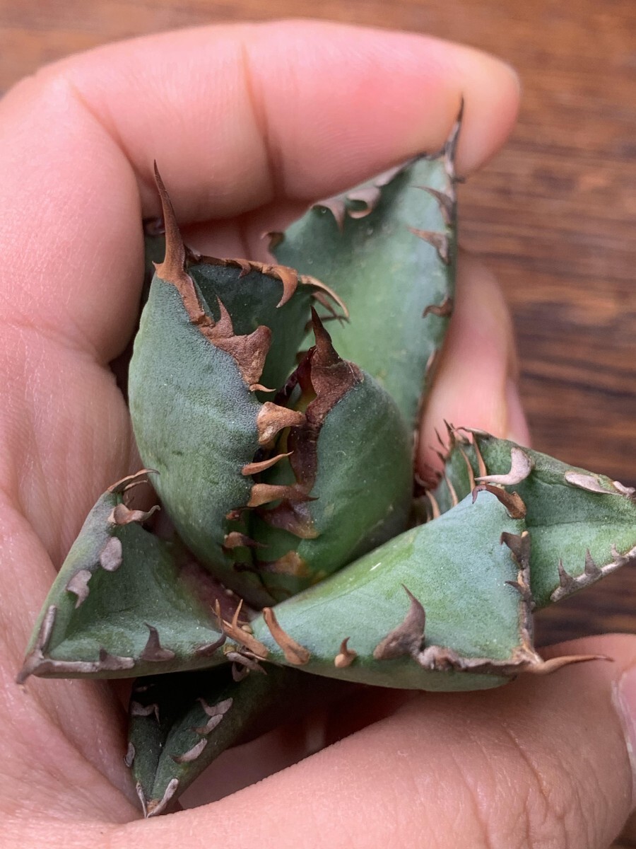 P908多肉植物アガベ チタノタ Agave titanota 牛魔王(アガベ)｜売買