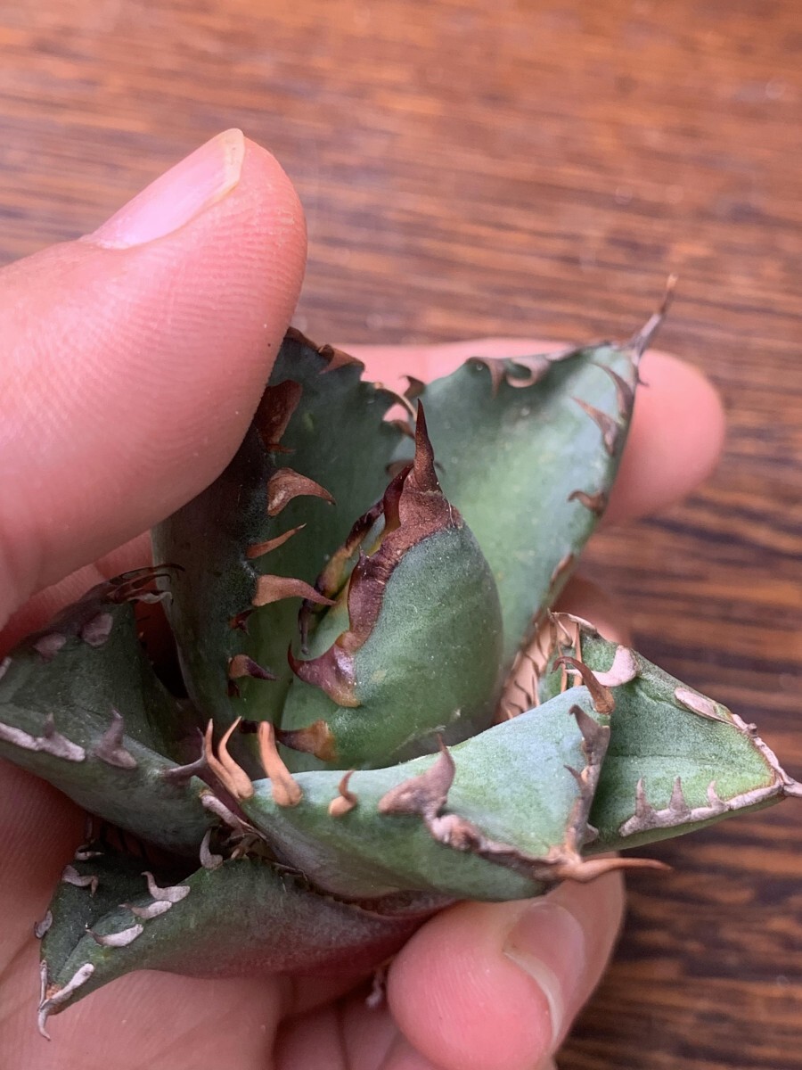P908多肉植物アガベ チタノタ Agave titanota 牛魔王(アガベ)｜売買