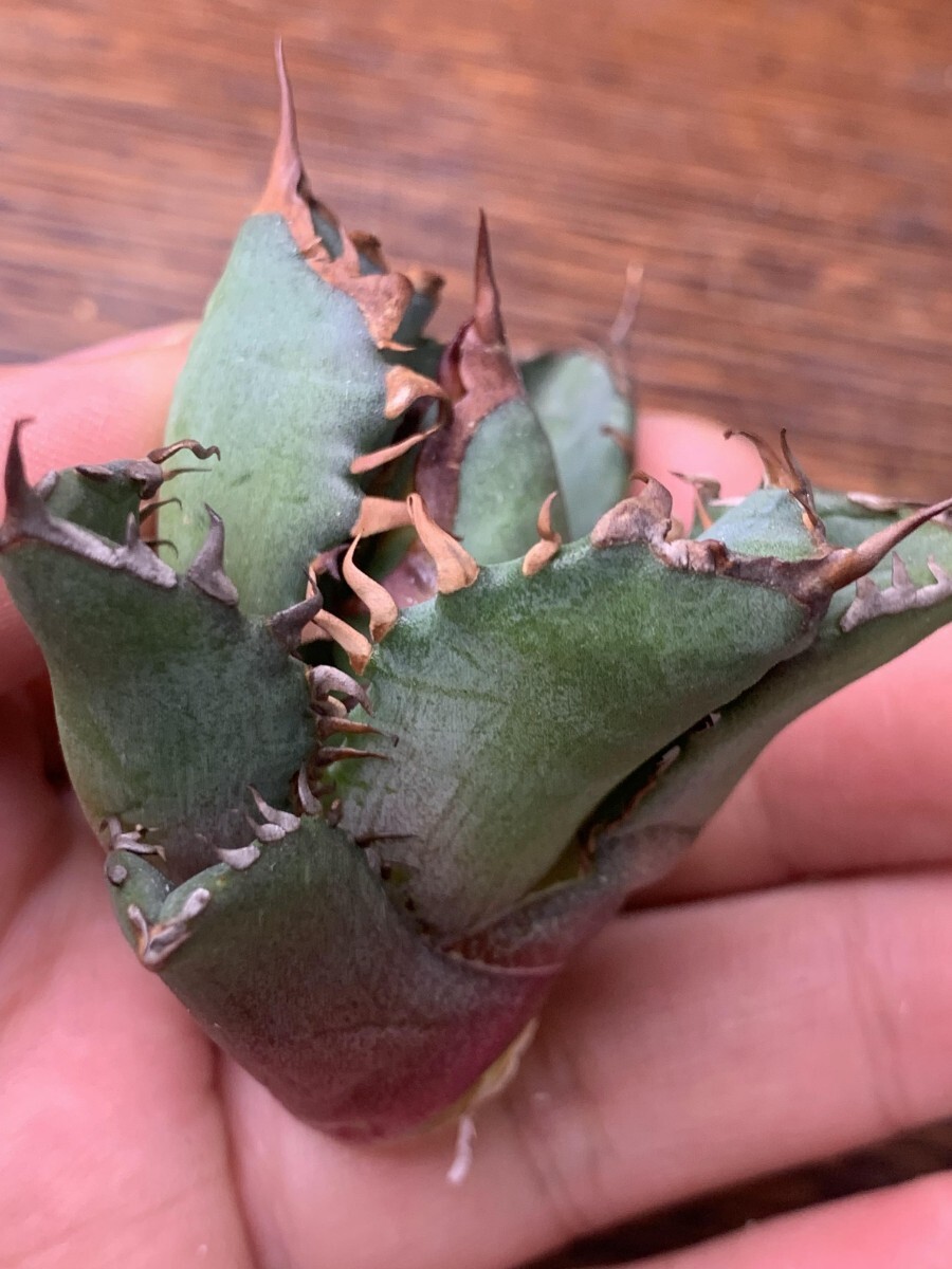 P908多肉植物アガベ チタノタ Agave titanota 牛魔王(アガベ)｜売買