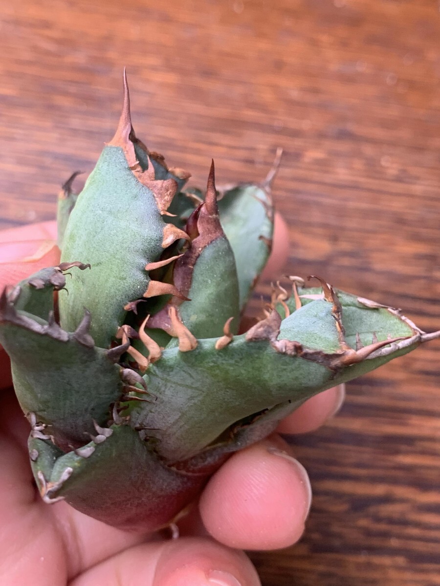 P908多肉植物アガベ チタノタ Agave titanota 牛魔王(アガベ)｜売買