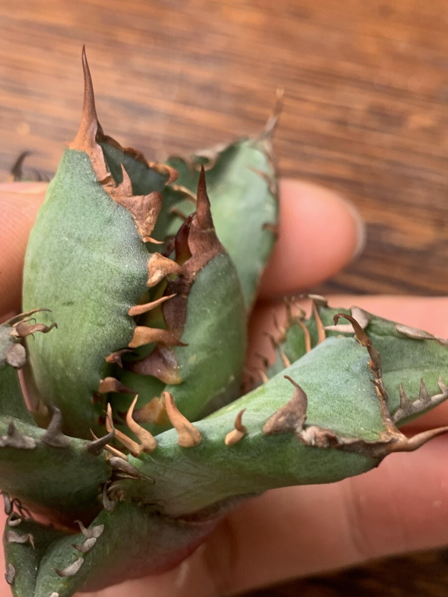 P908多肉植物アガベ チタノタ Agave titanota 牛魔王(アガベ)｜売買