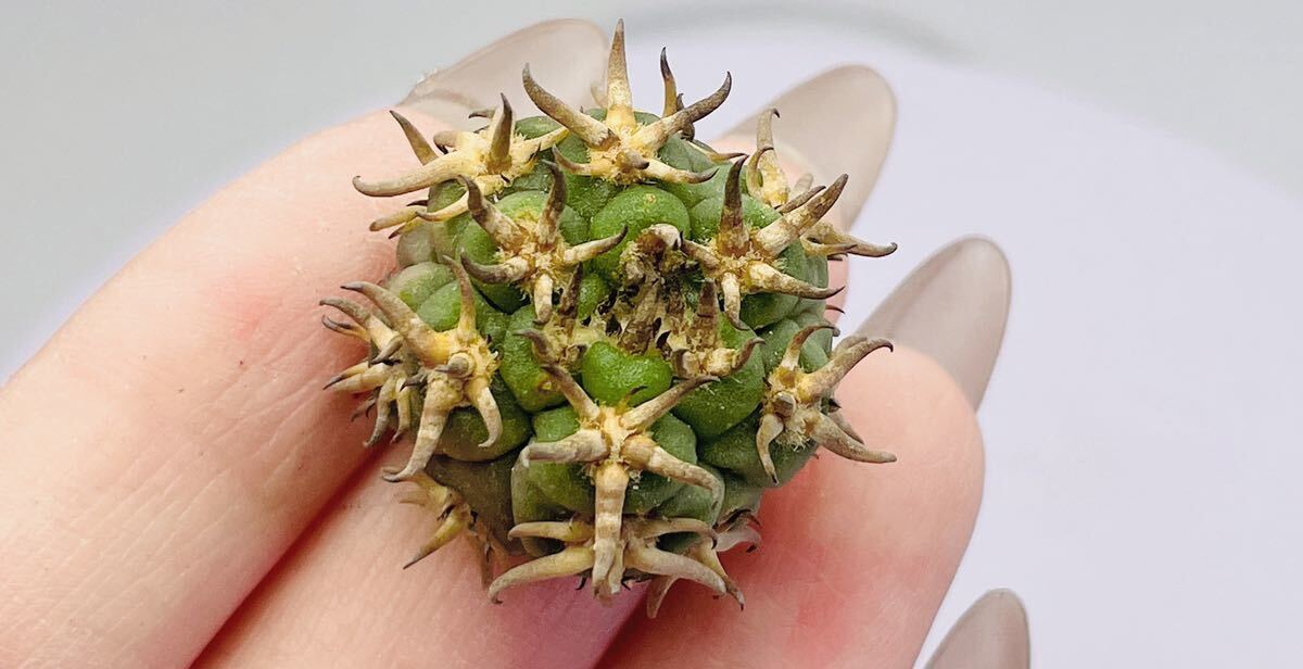 短刺 黒刺天平丸 サボテン 2個入り_1