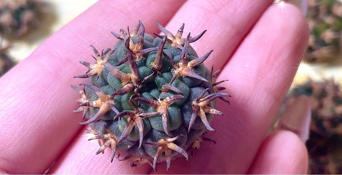 短刺 黒刺天平丸 サボテン 2個入り_2