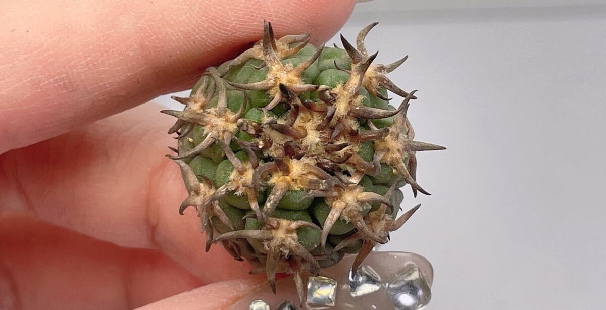 短刺 黒刺天平丸 サボテン 2個入り_3