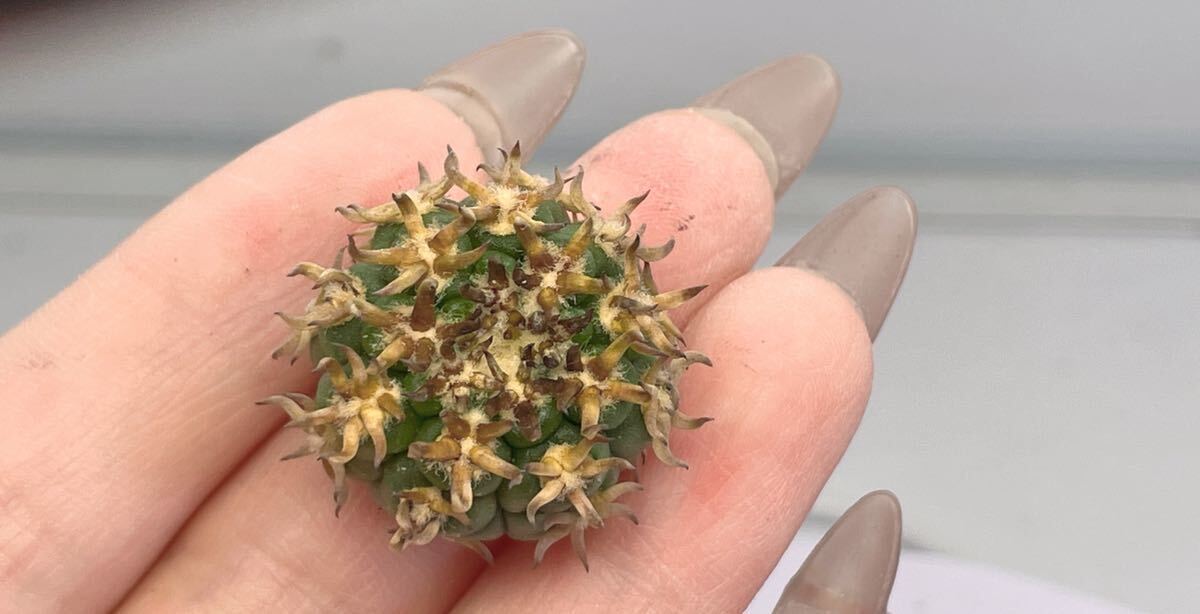 短刺 黒刺天平丸 サボテン 2個入り_4