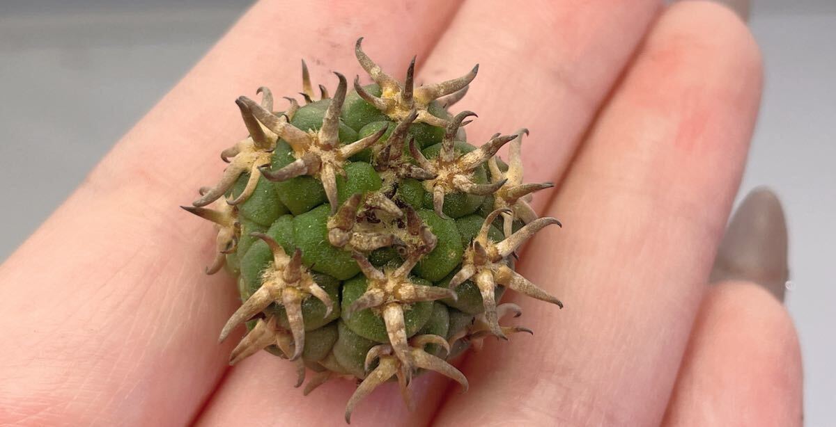 短刺 黒刺天平丸 サボテン 2個入り_5