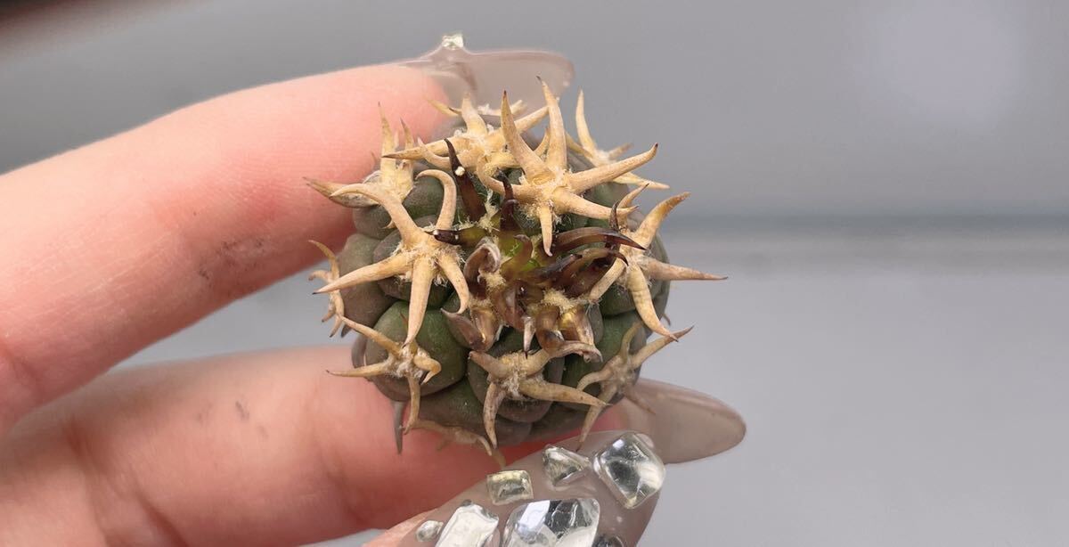 短刺 黒刺天平丸 サボテン 2個入り_6