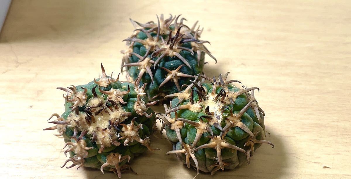 短刺 黒刺天平丸 サボテン 2個入り_8