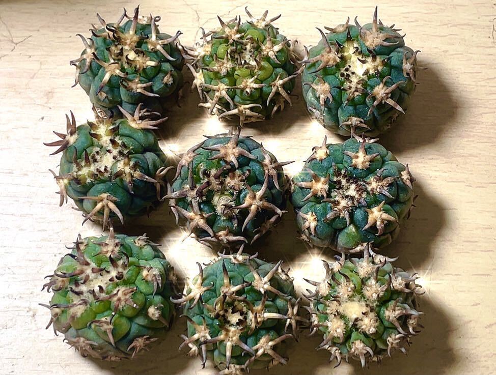 短刺 黒刺天平丸 サボテン 2個入り_9