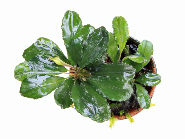 ブセファランドラsp. ナンガ マハップ Nanga mahap 淡広葉 1株(水草