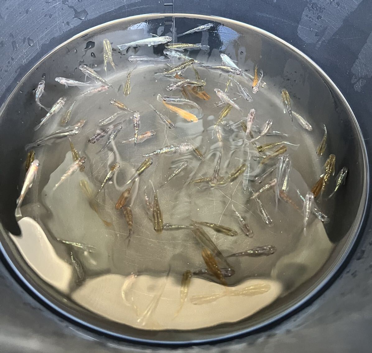 【ミックスめだか40匹】_1