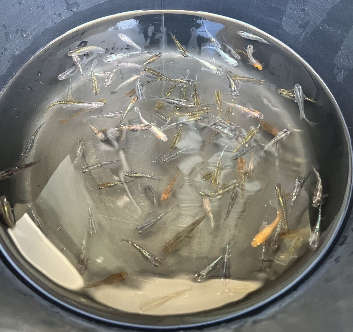 【ミックスめだか40匹】_2