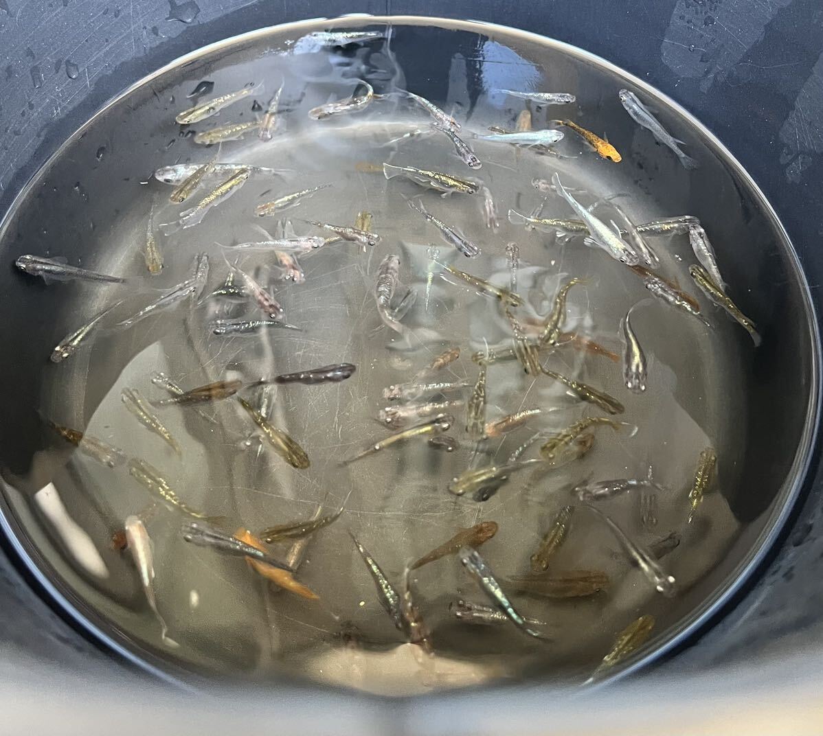 【ミックスめだか40匹】_3