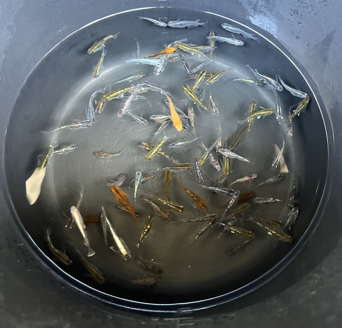 【ミックスめだか40匹】_4