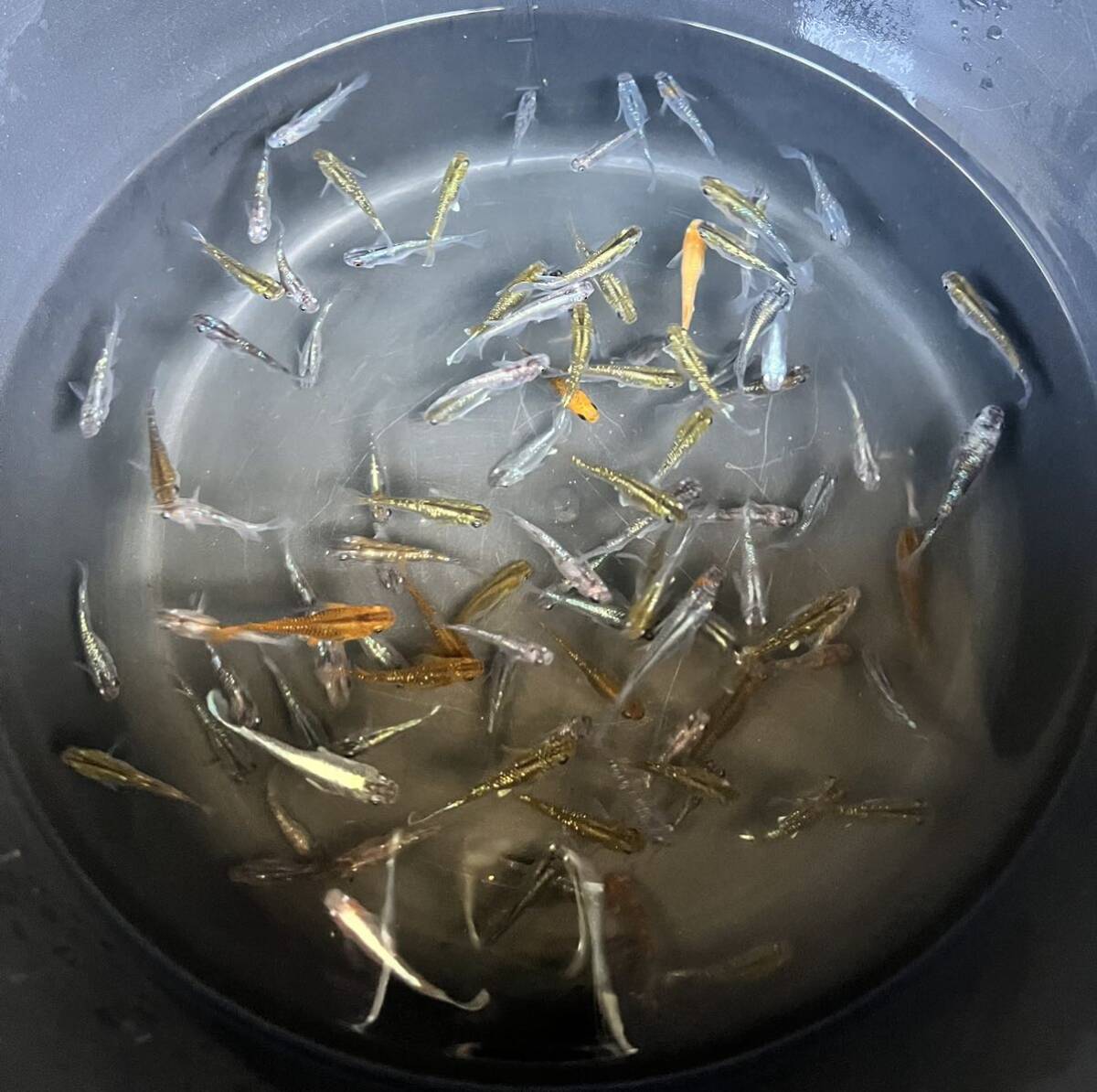 【ミックスめだか40匹】_5