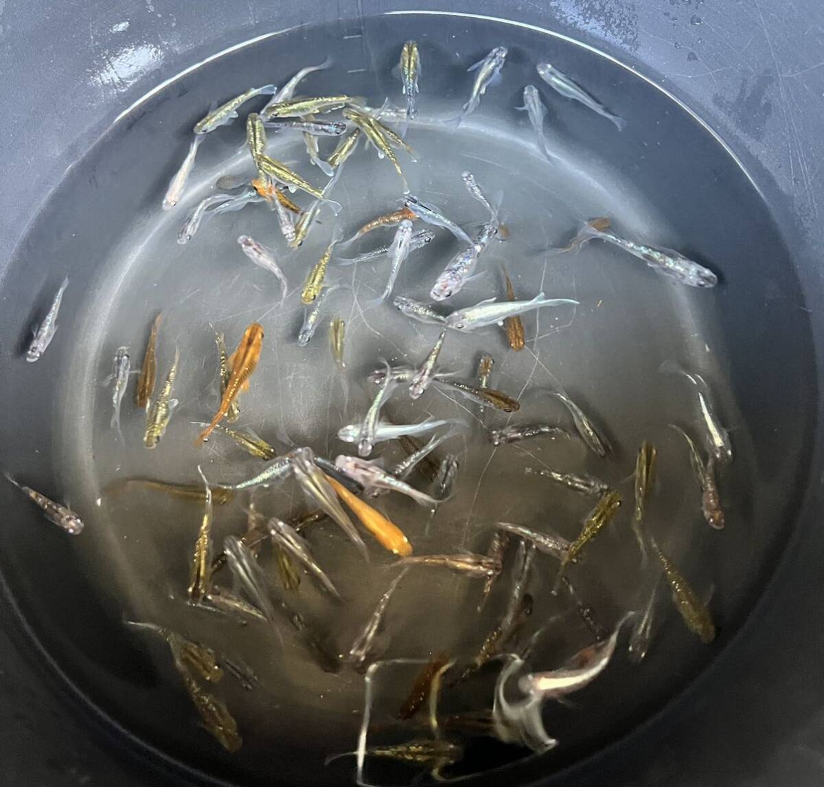 【ミックスめだか40匹】_6