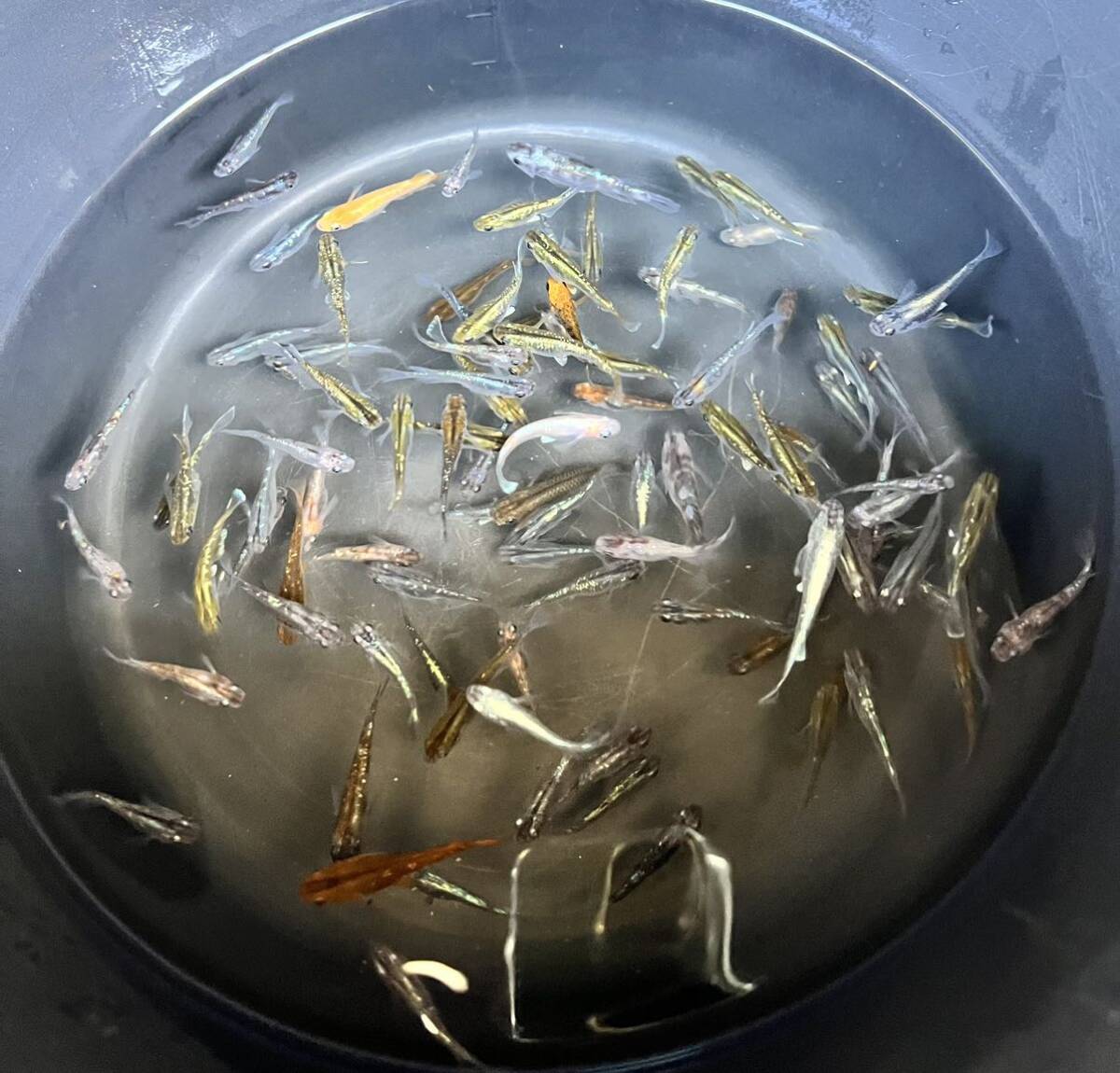 【ミックスめだか40匹】_7