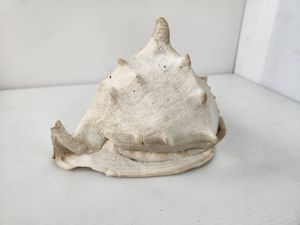 トウカムリガイの値段と価格推移は？｜11件の売買データから