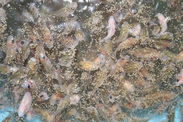 送料無料 1kg 0.3mm エサ 稚魚 金魚 らんちゅう ランチュウ 餌 魚粉71%上級グレード_1