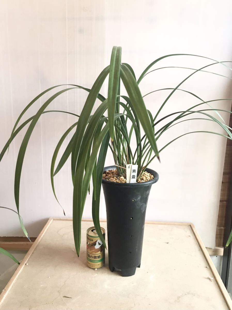 鉢植え 寒蘭☆ 銘品「三世冠(ラベンダー)」花蕾付き ほぼ無傷の最上木 展示