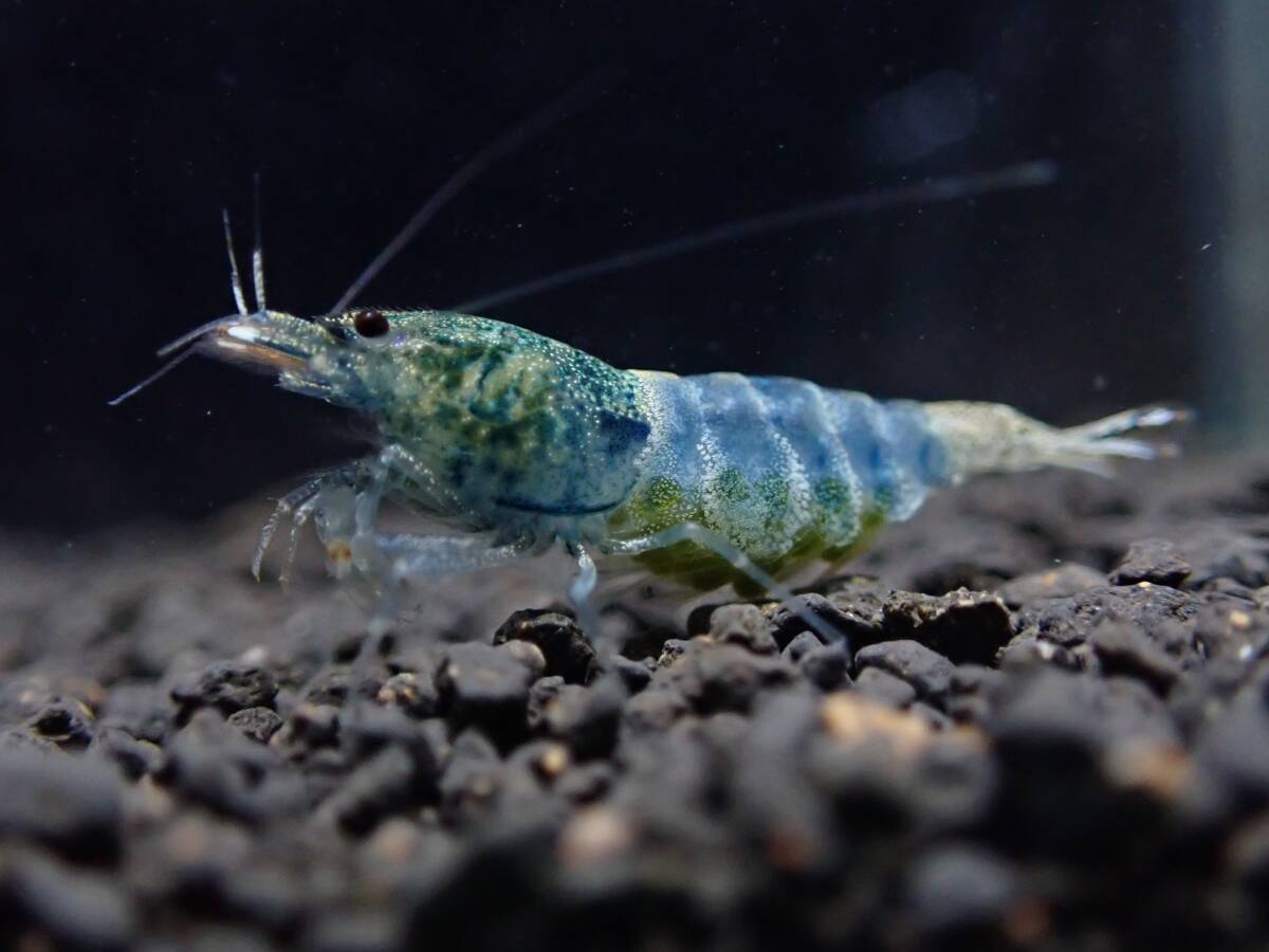 《BEE'S KNEES》サムライブルー 2ペア♂2♀2うち抱卵1匹 合計4匹 自家ブリード ☆生後3～4ヶ月、4～5ヶ月見比べセット☆ Size1.5㎝前後_2