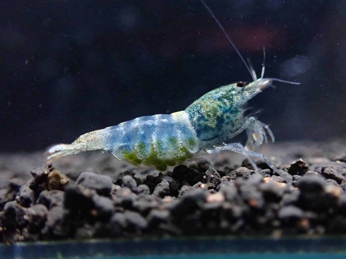 《BEE'S KNEES》サムライブルー 2ペア♂2♀2うち抱卵1匹 合計4匹 自家ブリード ☆生後3～4ヶ月、4～5ヶ月見比べセット☆ Size1.5㎝前後_3