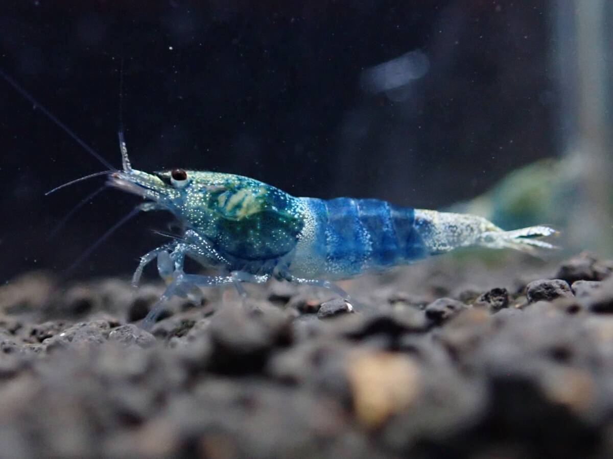 《BEE'S KNEES》サムライブルー 2ペア♂2♀2うち抱卵1匹 合計4匹 自家ブリード ☆生後3～4ヶ月、4～5ヶ月見比べセット☆ Size1.5㎝前後_4