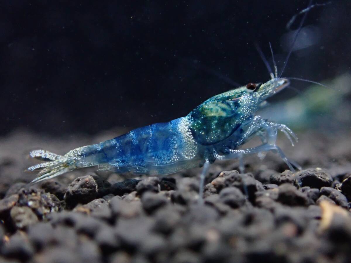 《BEE'S KNEES》サムライブルー 2ペア♂2♀2うち抱卵1匹 合計4匹 自家ブリード ☆生後3～4ヶ月、4～5ヶ月見比べセット☆ Size1.5㎝前後_5