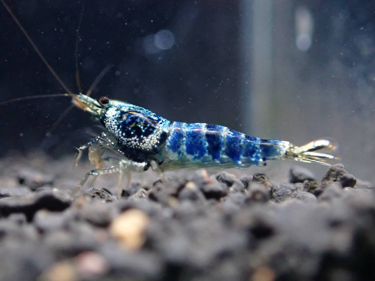 《BEE'S KNEES》サムライブルー 2ペア♂2♀2うち抱卵1匹 合計4匹 自家ブリード ☆生後3～4ヶ月、4～5ヶ月見比べセット☆ Size1.5㎝前後_6