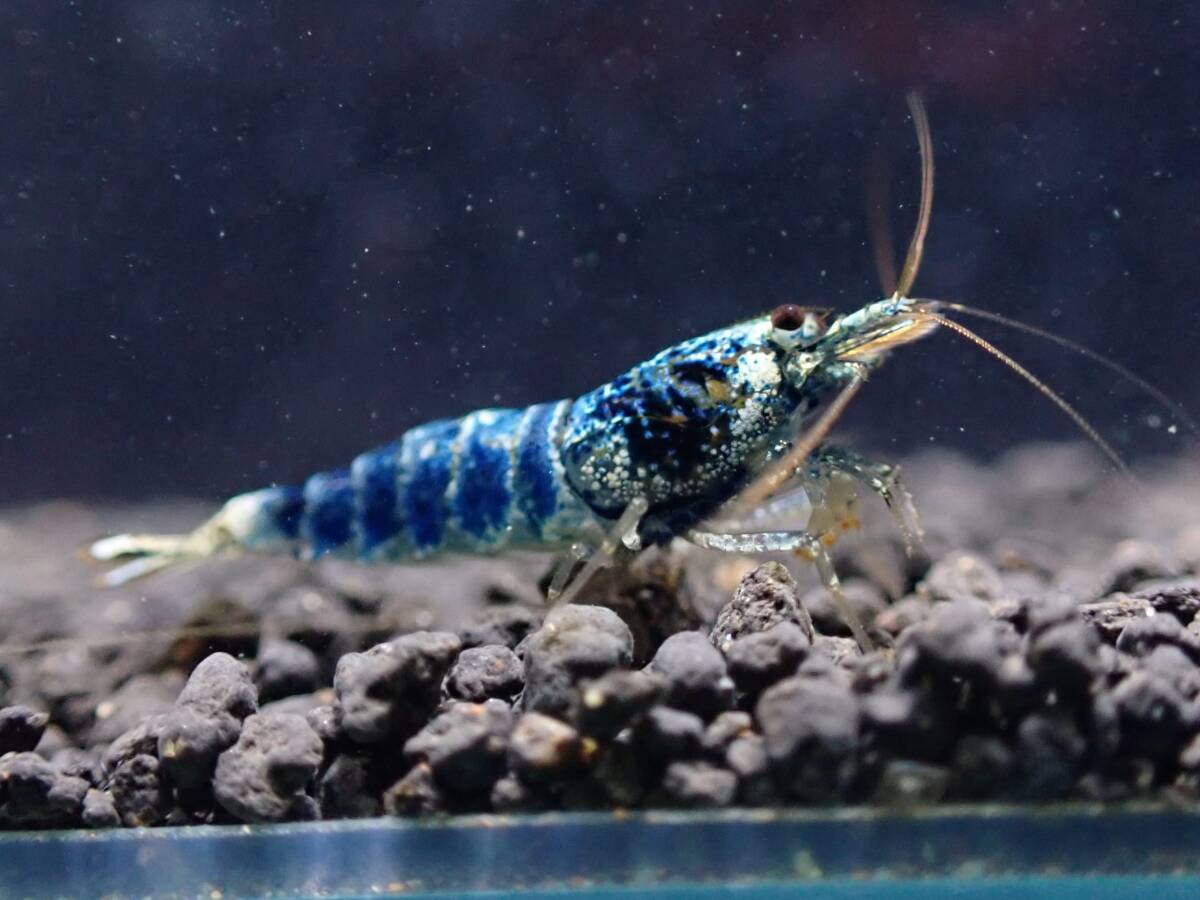 《BEE'S KNEES》サムライブルー 2ペア♂2♀2うち抱卵1匹 合計4匹 自家ブリード ☆生後3～4ヶ月、4～5ヶ月見比べセット☆ Size1.5㎝前後_7