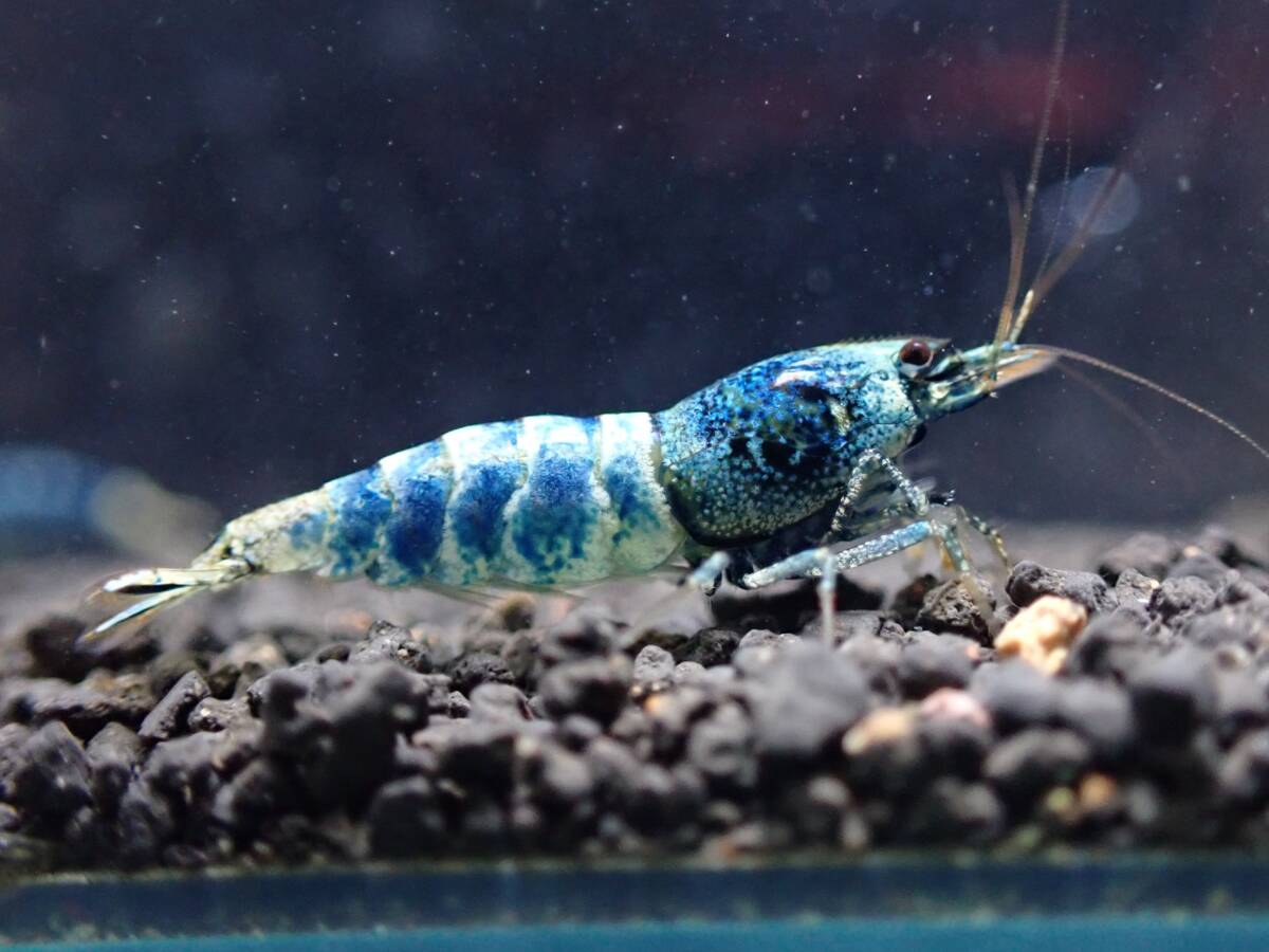 《BEE'S KNEES》サムライブルー 2ペア♂2♀2うち抱卵1匹 合計4匹 自家ブリード ☆生後3～4ヶ月、4～5ヶ月見比べセット☆ Size1.5㎝前後_8