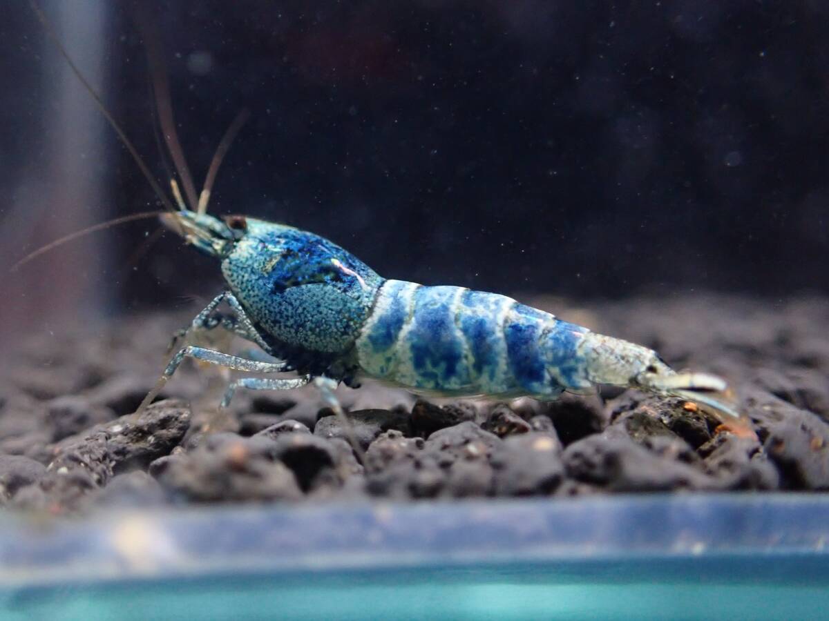 《BEE'S KNEES》サムライブルー 2ペア♂2♀2うち抱卵1匹 合計4匹 自家ブリード ☆生後3～4ヶ月、4～5ヶ月見比べセット☆ Size1.5㎝前後_9