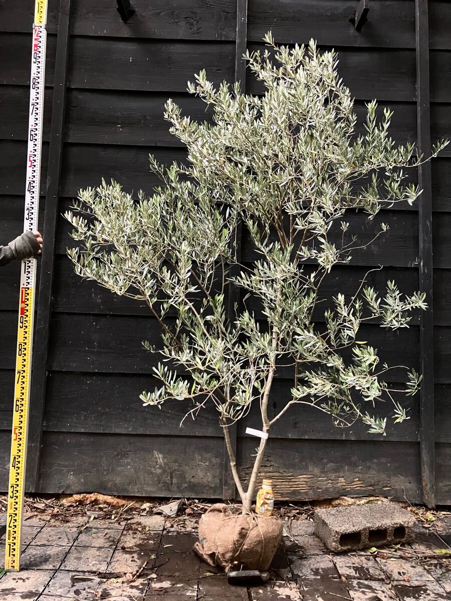 2 希少　オリーブの木　カヨンヌ 希少 オリーブの木 カヨンヌ(植木、庭木)｜売買されたオークション情報