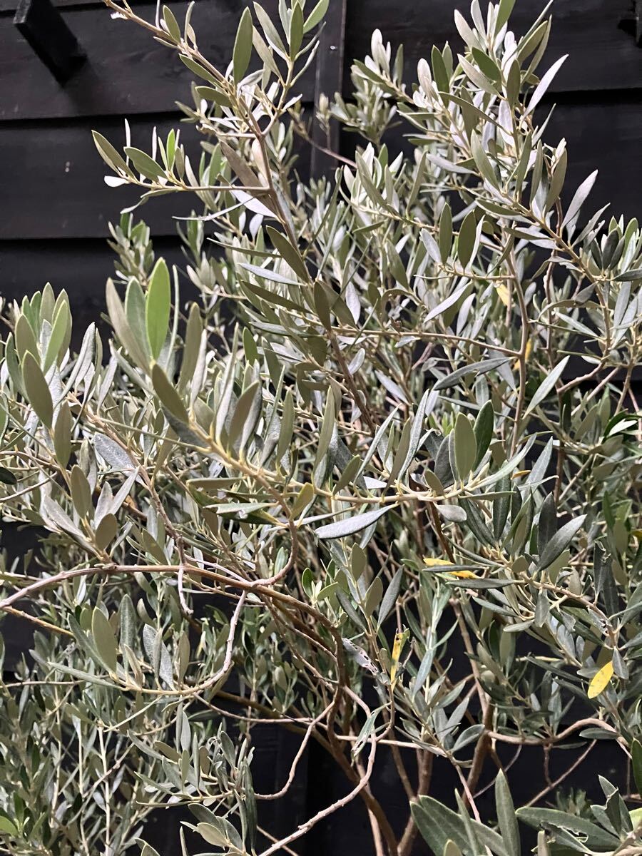 希少 オリーブの木 カヨンヌ(植木、庭木)｜売買されたオークション情報