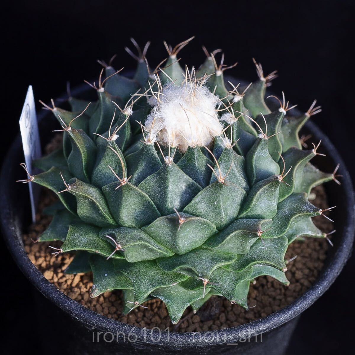 実生 帝冠 多肉植物 Obregonia サボテン | オブレゴニア属／サボテン 